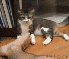 猫ちゃん達の爆笑gif集 News知深 ニュースチシン 猫ちゃん達の爆笑gif集 News知深 ニュースチシン