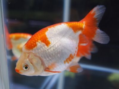 気になったランチュウタイプの金魚 金魚