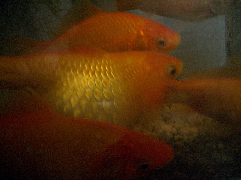 ピンポンパール 病気 Monster Fish Unlimited