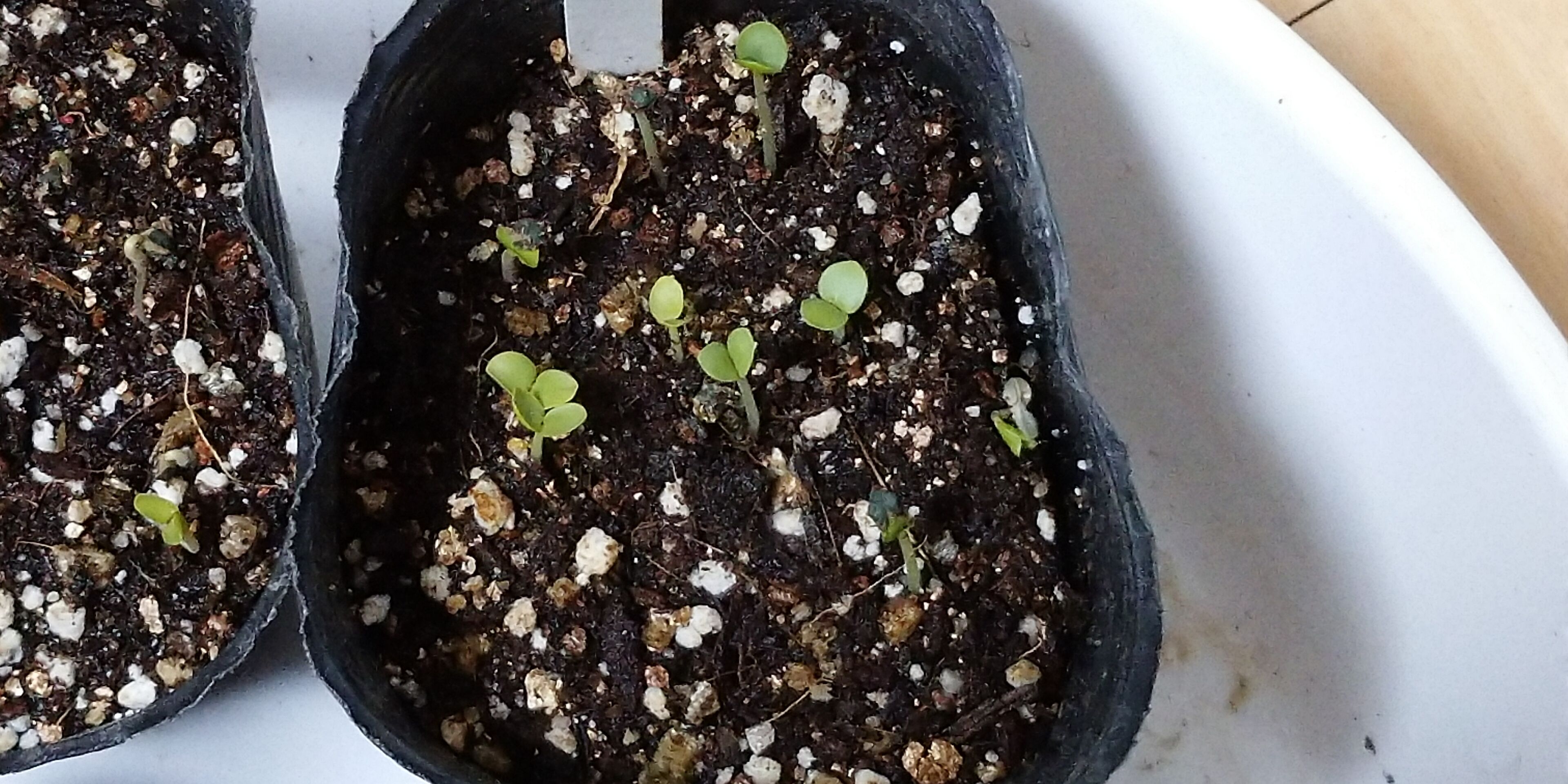 種が古くても モロヘイヤ発芽 旬を楽しむ菜園づくり