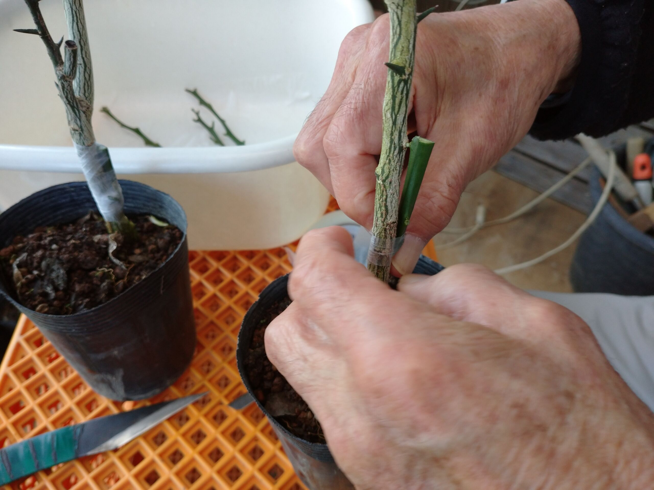 H農場 旬を楽しむ菜園づくり