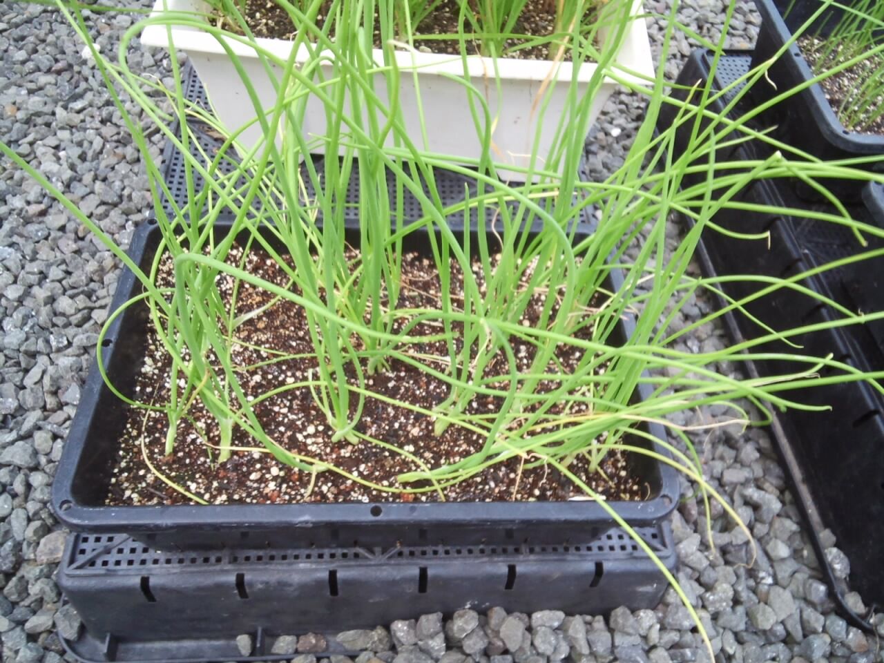 10 5 黄玉ねぎの種まき 旬を楽しむ菜園づくり