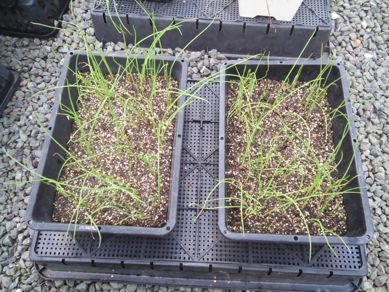 10 5 黄玉ねぎの種まき 旬を楽しむ菜園づくり