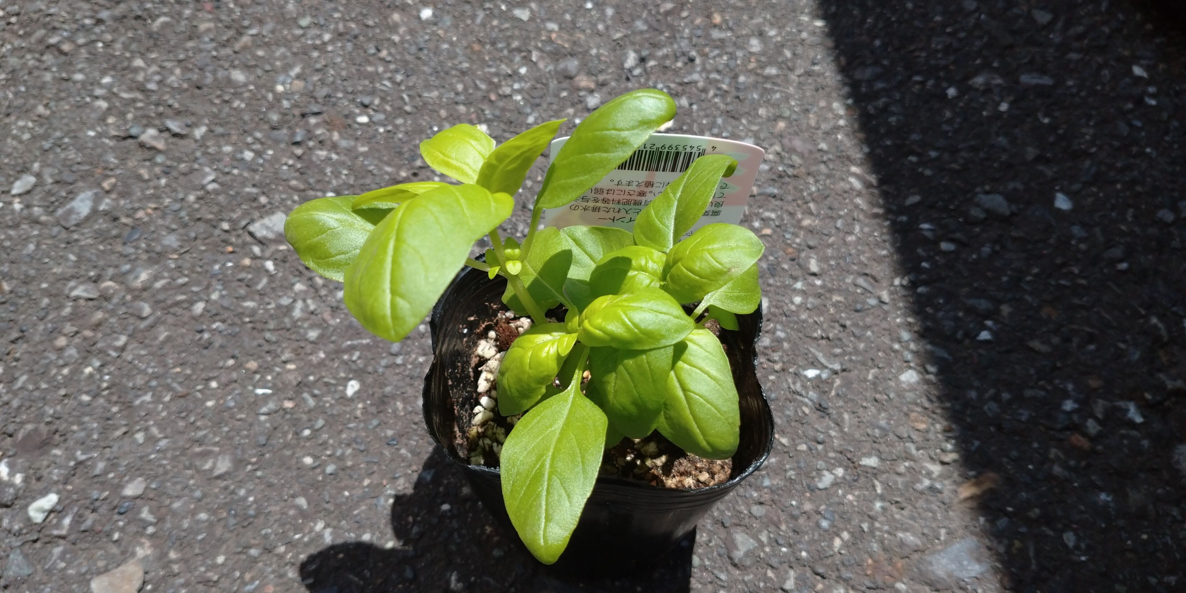 バジルの摘心 植え替え 追肥 旬を楽しむ菜園づくり バジルの摘心 植え替え 追肥 旬を楽しむ菜園づくり