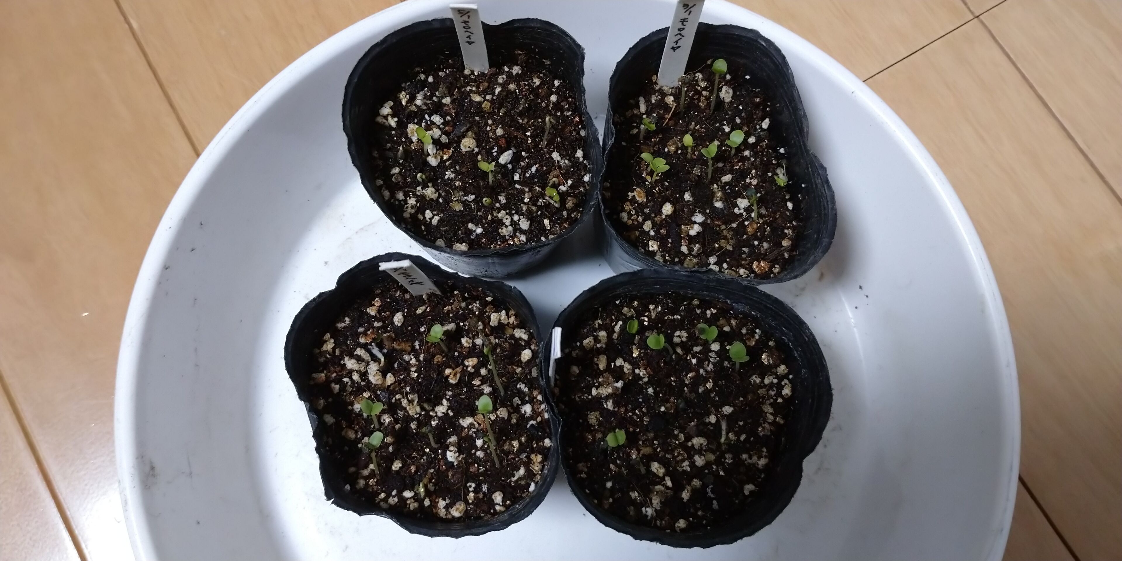 種が古くても モロヘイヤ発芽 旬を楽しむ菜園づくり