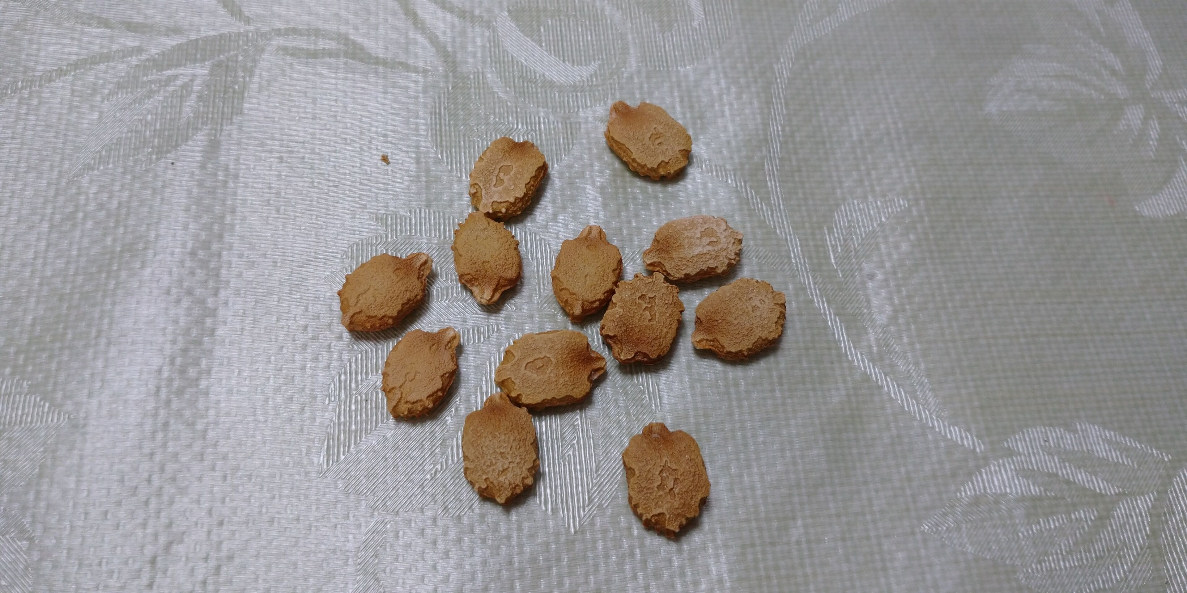 ゴーヤの植え付け 種まき 6 27 旬を楽しむ菜園づくり