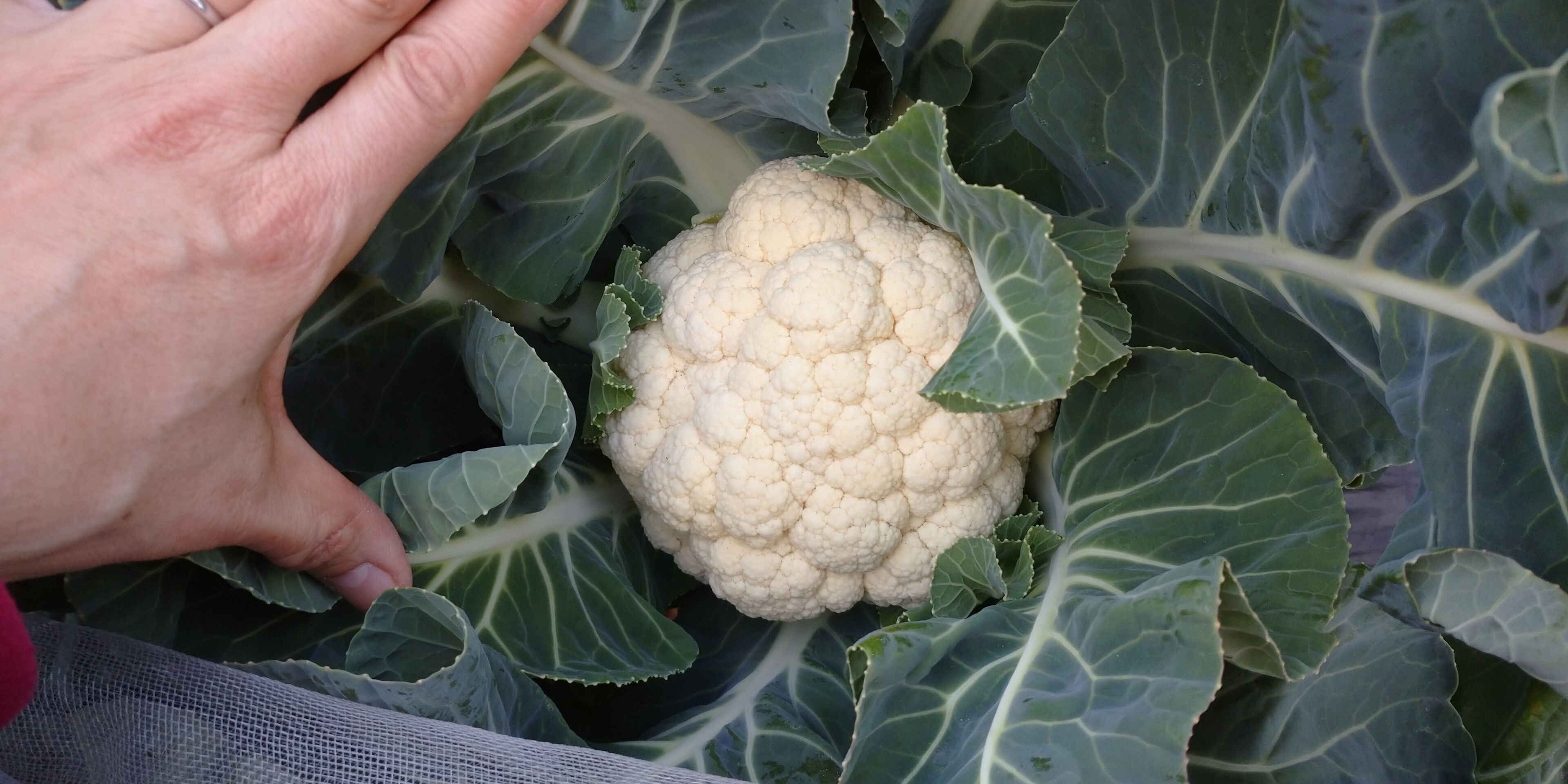 今まで一番美味しいカリフラワー収穫 1 10 旬を楽しむ菜園づくり 今まで一番美味しいカリフラワー収穫 1 10 旬を楽しむ菜園づくり