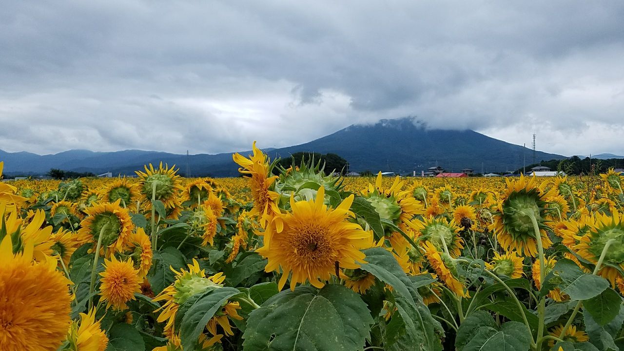 あけのひまわりフェスティバル Yellow Winds Blog