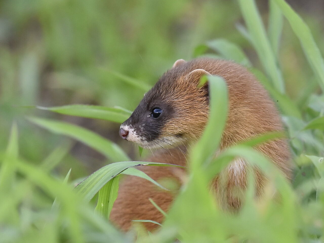 親子 それとも兄弟 かわいいイタチ 但馬丹後とり歩き