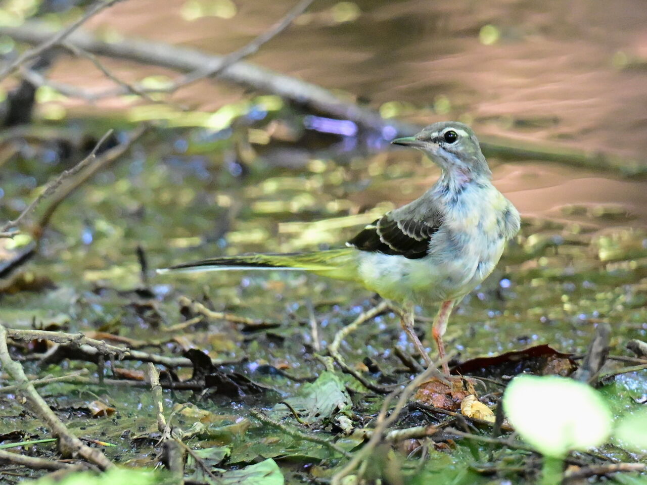 暑~いときは山の水場 : 但馬丹後とり歩き