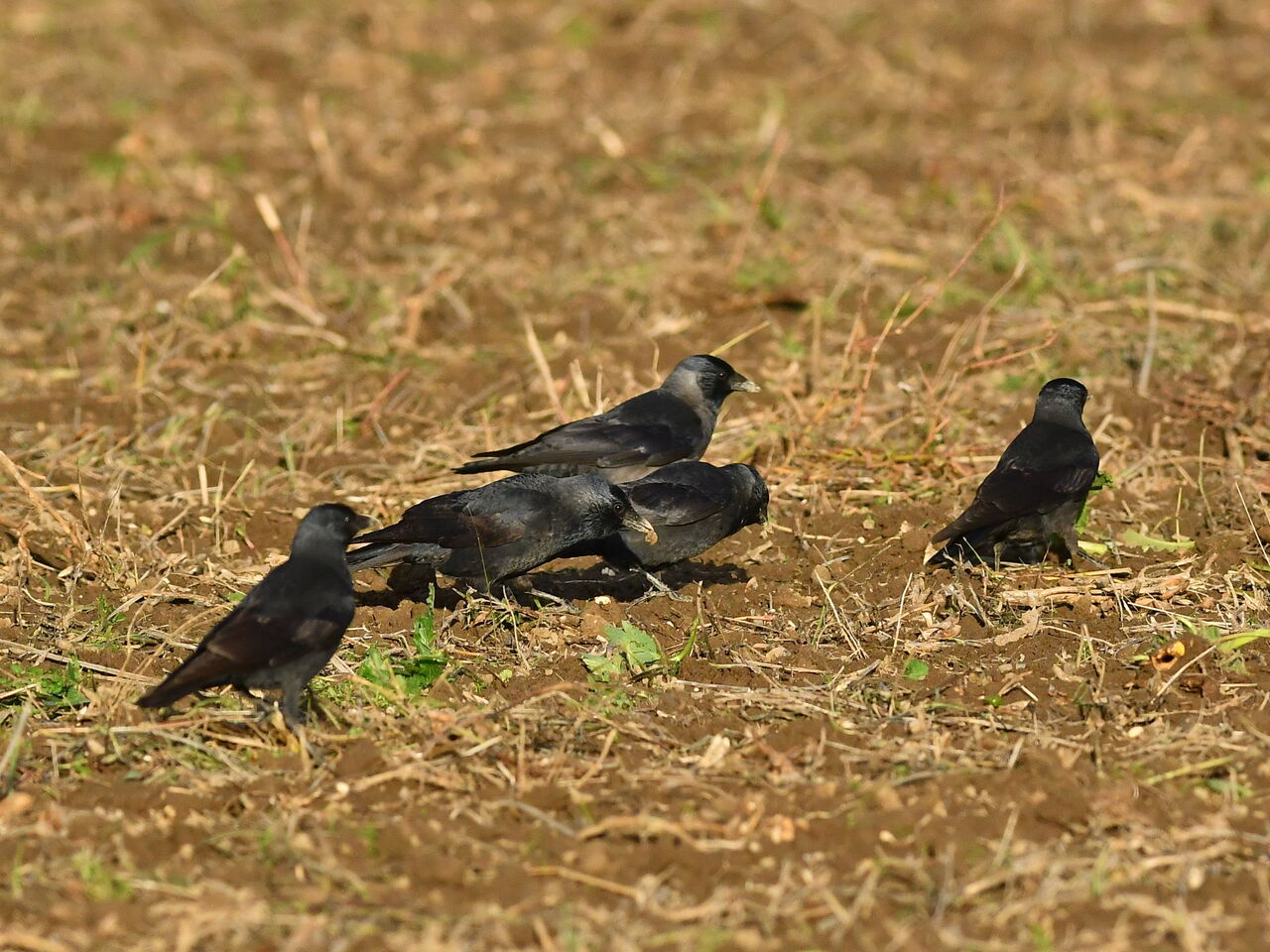 可愛いカラス コクマルガラス 但馬丹後とり歩き