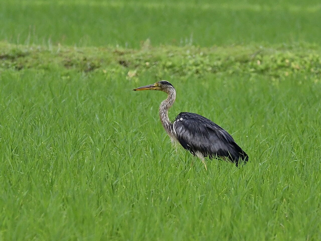 アオウサギ様確認用 アオウサギ様確認用 【公式通販】