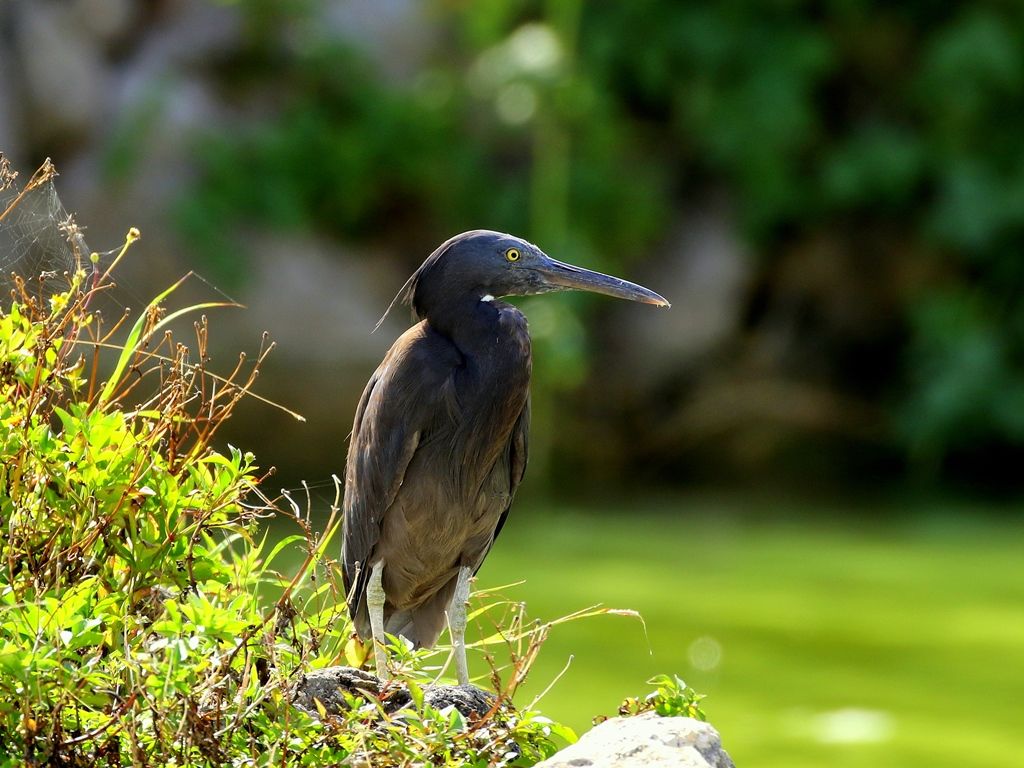 鵜目鷹目写真館 クロサギ 黒鷺