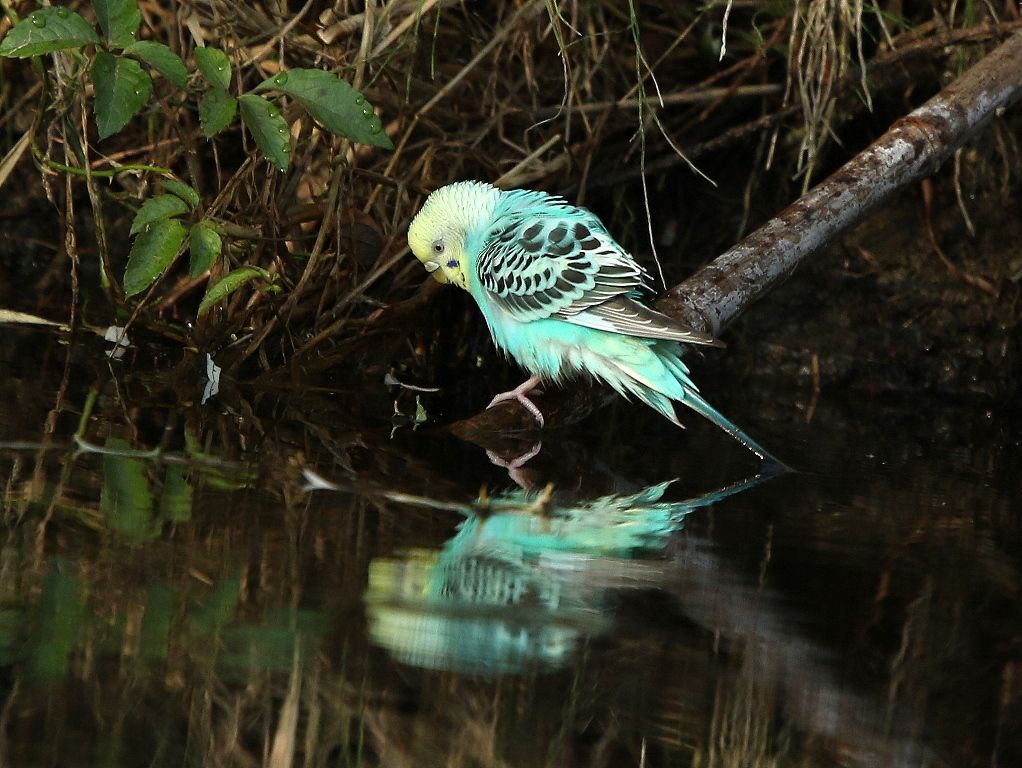 鵜目鷹目写真館 セキセイインコ 背黄青鸚哥 鵜目鷹目写真館 セキセイインコ 背黄青鸚哥