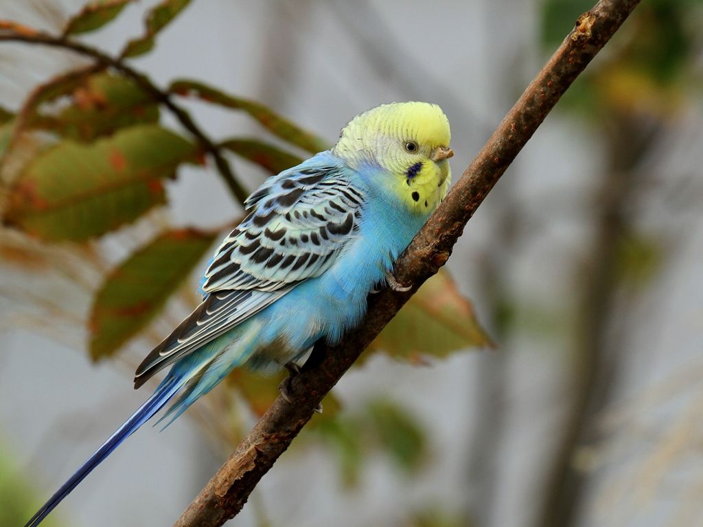 鵜目鷹目写真館 セキセイインコ 背黄青鸚哥 に河原で遭う 鵜目鷹目写真館 セキセイインコ 背黄青鸚哥 に河原で遭う