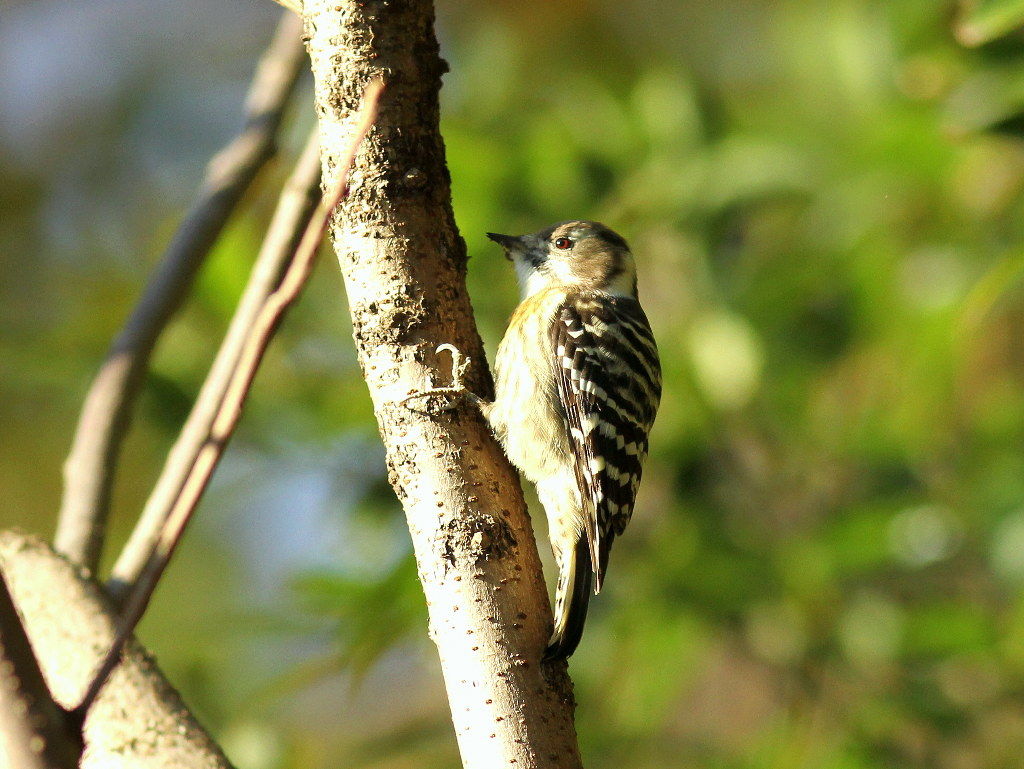 鵜目鷹目写真館 一番見掛ける小型キツツキのコゲラ 小啄木鳥