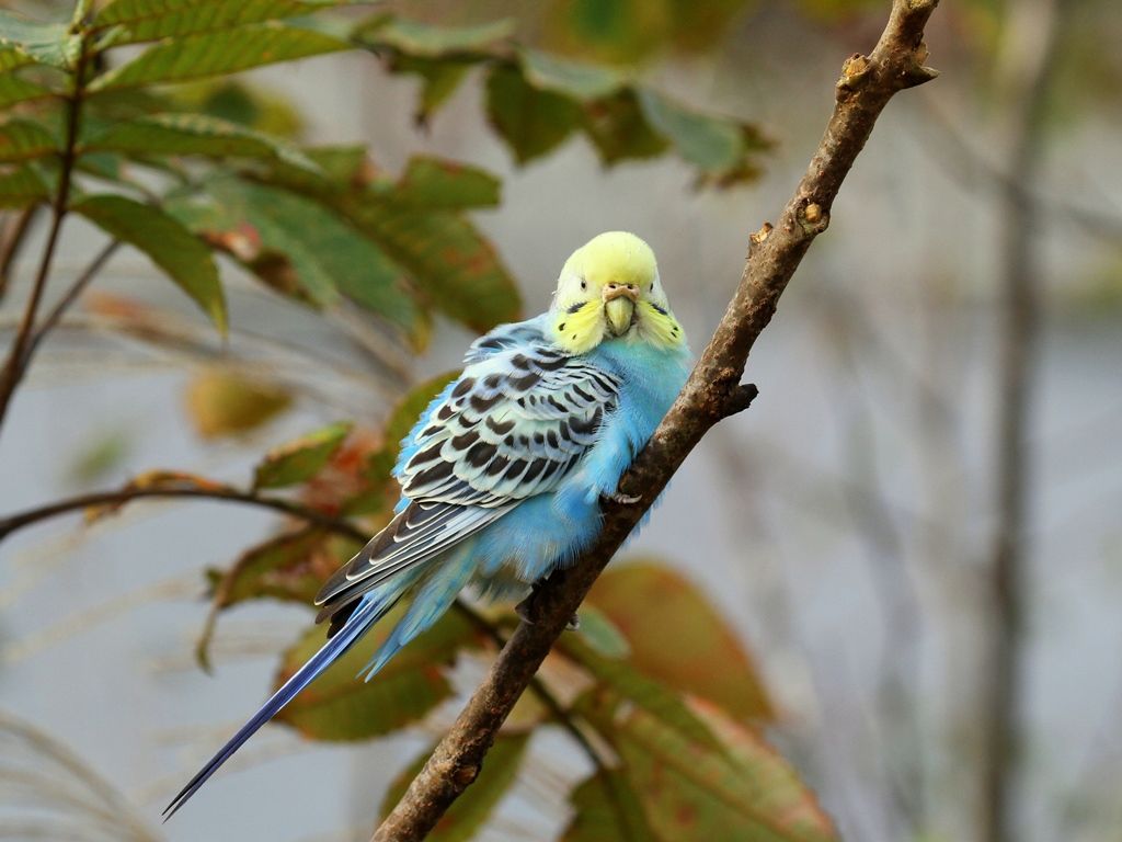 鵜目鷹目写真館 セキセイインコ 背黄青鸚哥 に河原で遭う 鵜目鷹目写真館 セキセイインコ 背黄青鸚哥 に河原で遭う