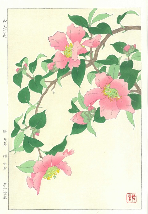 山茶花 市村 のコピー