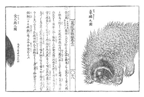 中之島図書館、蒹葭堂雑録「豪猪之図」'