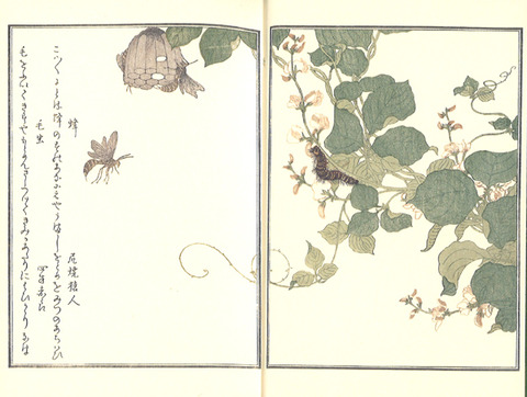 画本虫撰 毛虫