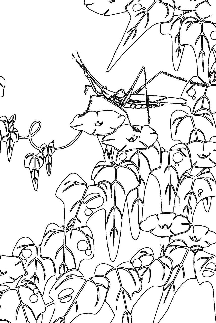 芸艸堂の塗り絵 若冲 芸艸堂 店主の日記 芸艸堂の塗り絵 若冲 芸艸堂 店主の日記