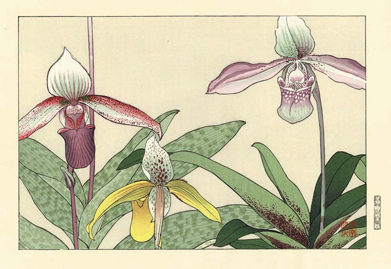 西洋草花図譜 谷上広南 Western flower collection ：Tanigami
