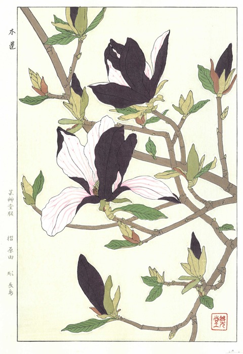 木蓮　原田
