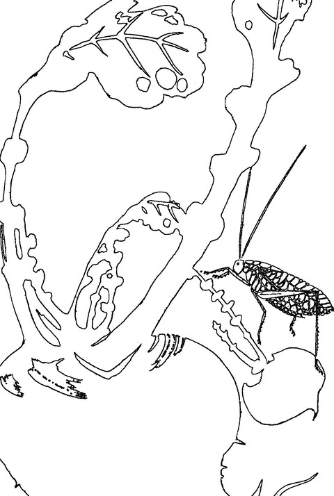 ぬりえ:玄圃瑤華カブ
