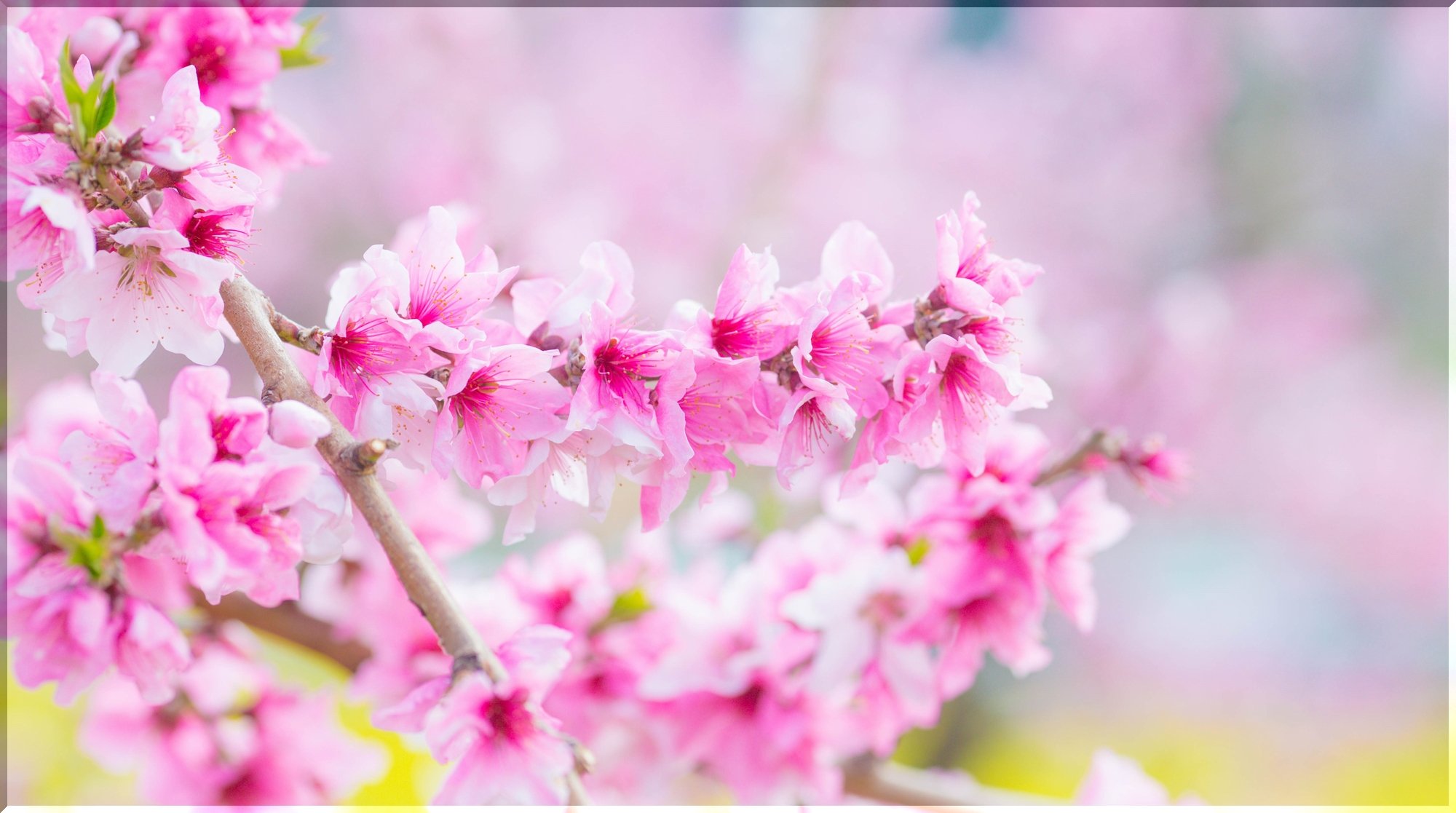 記憶違い 桃は 梅と桜をぬって咲く 雲水のひとりごと