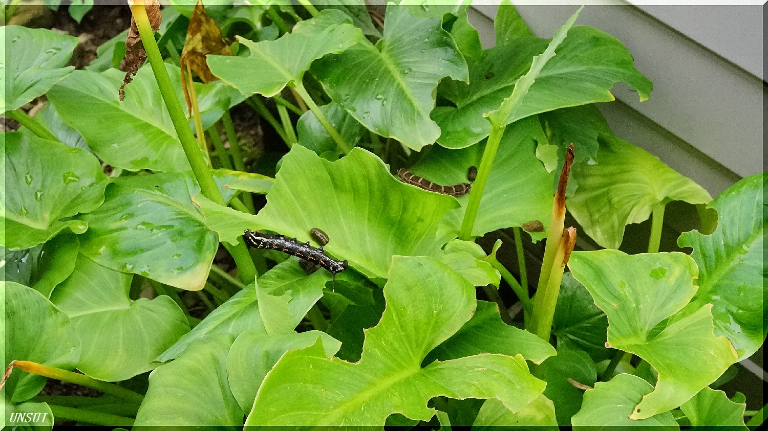 ゾッ とした セスジスズメ 雲水のひとりごと