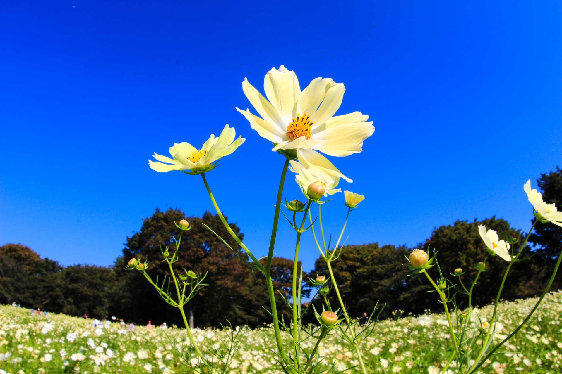 願わくば 粛 雲水のひとりごと