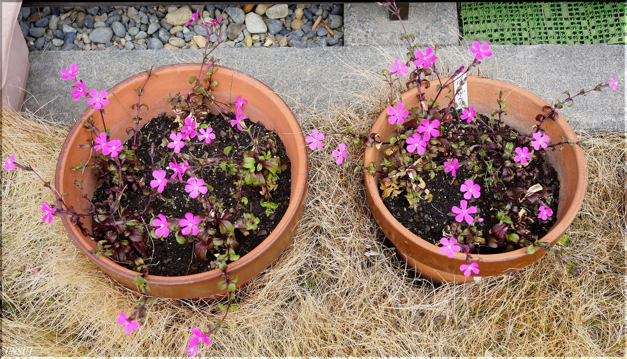 日々 まわりの景色が 蔓小桜 ツルコザクラ 雲水のひとりごと 日々 まわりの景色が 蔓小桜 ツルコザクラ 雲水のひとりごと