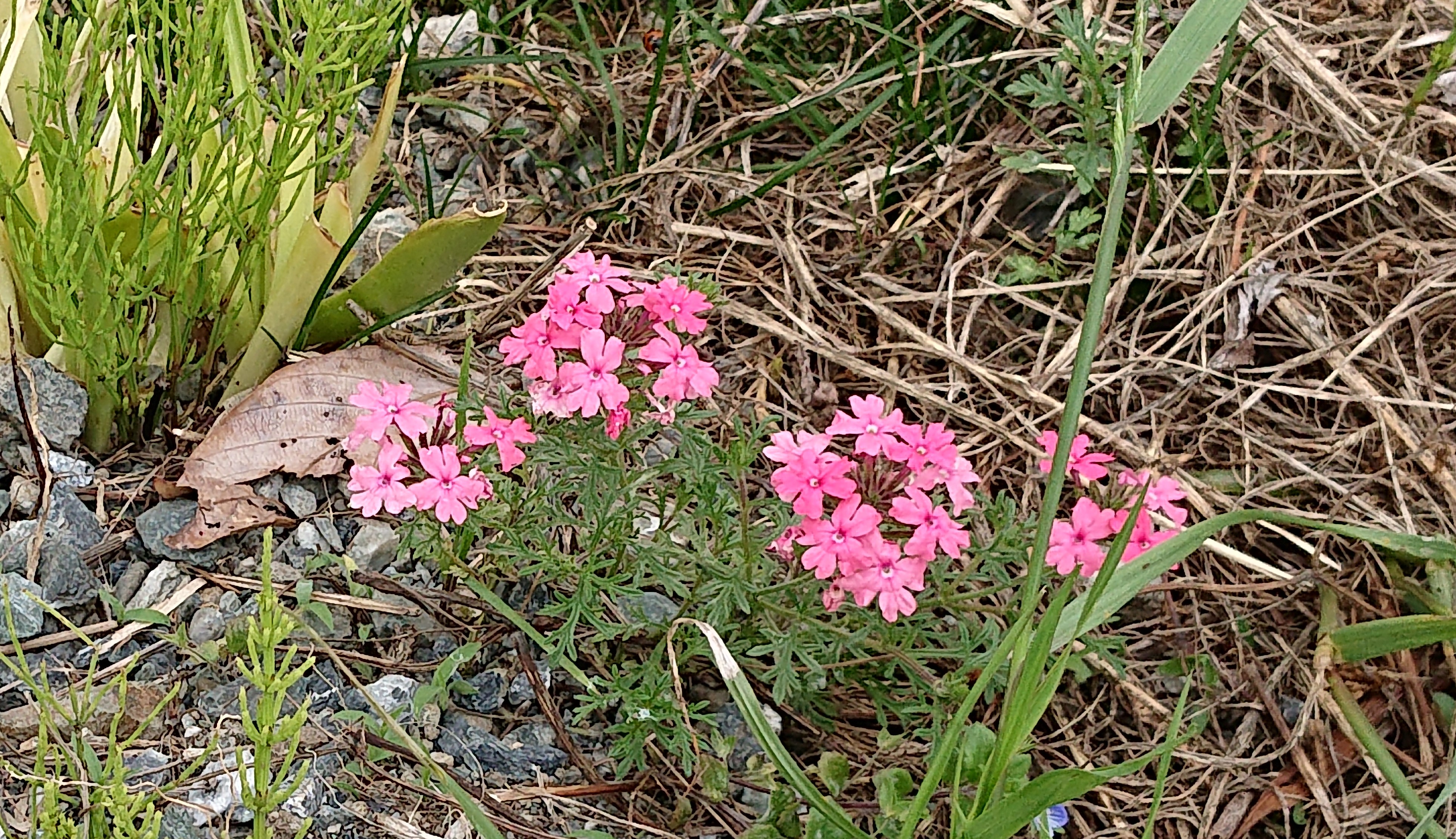 実に可愛い花なんだけど アイツ 雲水のひとりごと
