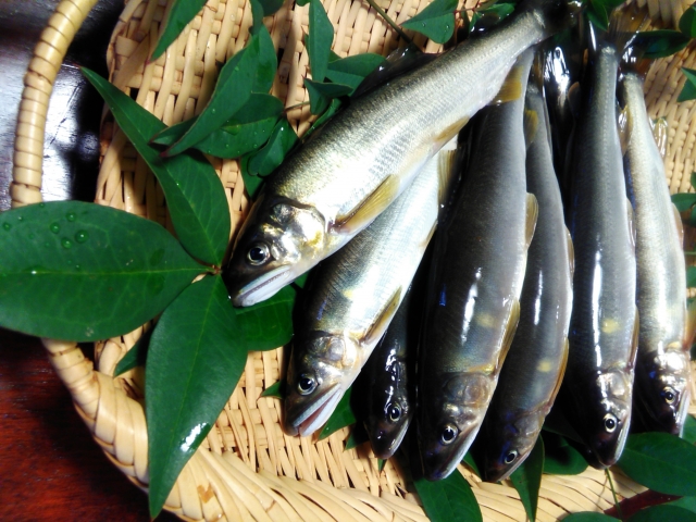 初夏の魚はホントに良いねぇ アユ 雲水のひとりごと