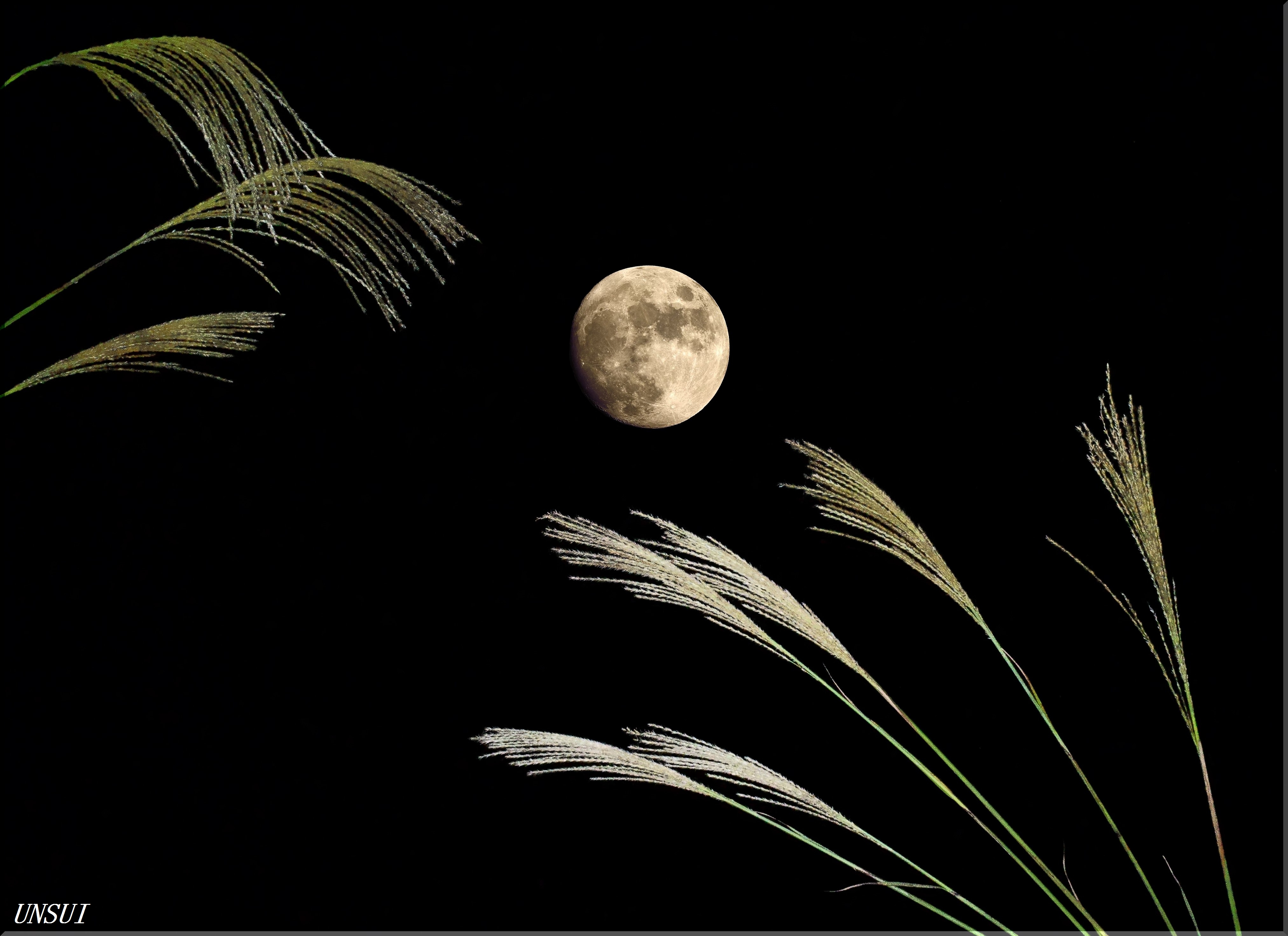 十三夜 ・・・ 菊花開く季節 ・・・ : 雲水のひとりごと