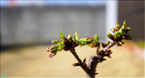 02-12桜の盆栽1