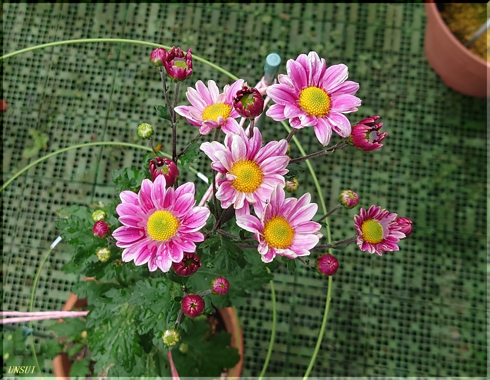 早くお日様が欲しいねぇ ・・・ 夏菊 ・・・ : 雲水のひとりごと