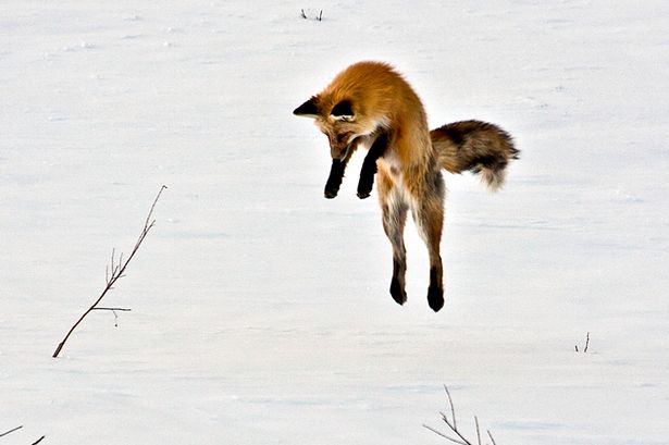 画像あり 雪の上で狩りをする キツネ 可愛すぎると話題にwwwwwwwww 綺麗な写真まとめ 画像あり 雪の上で狩りをする キツネ 可愛すぎると話題にwwwwwwwww 綺麗な写真まとめ
