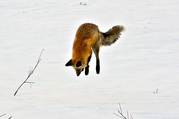 画像あり 雪の上で狩りをする キツネ 可愛すぎると話題にwwwwwwwww 綺麗な写真まとめ 画像あり 雪の上で狩りをする キツネ 可愛すぎると話題にwwwwwwwww 綺麗な写真まとめ