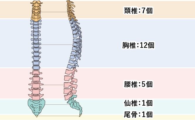 中学男子の脊柱後弯症 亀の背中を伸ばしたい 脊柱後弯症とは