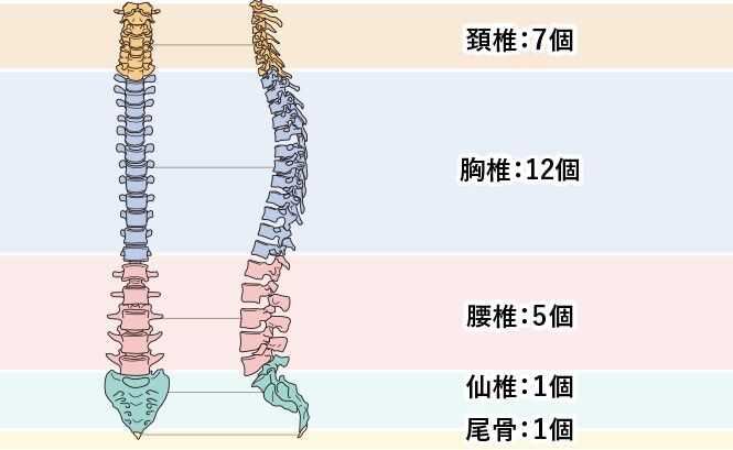中学男子の脊柱後弯症 亀の背中を伸ばしたい 脊柱後弯症とは 中学男子の脊柱後弯症 亀の背中を伸ばしたい 脊柱後弯症とは