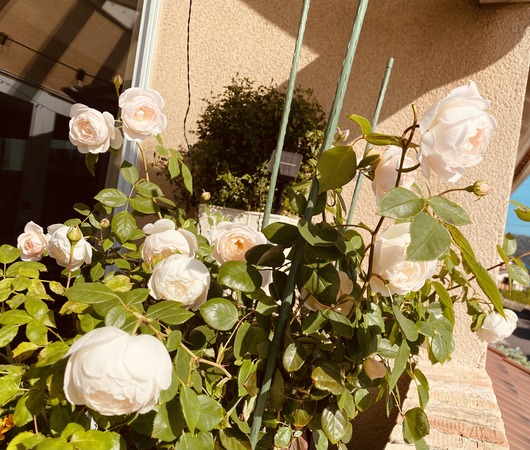 90F78FEA-30D7-4ACA-8AF0-83100B238A5D