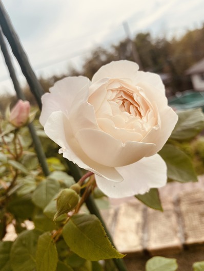 81FD3B5B-4E63-4574-9CC3-6125C6EBE212