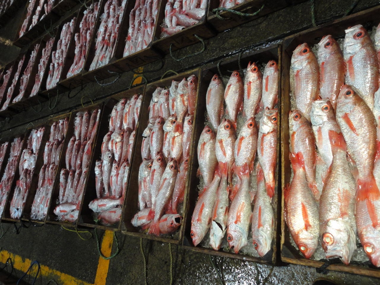 西浦漁港 魚錠のおやじの独り言