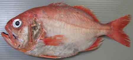 うまい魚で交流会 魚錠のおやじの独り言 うまい魚で交流会 魚錠のおやじの独り言