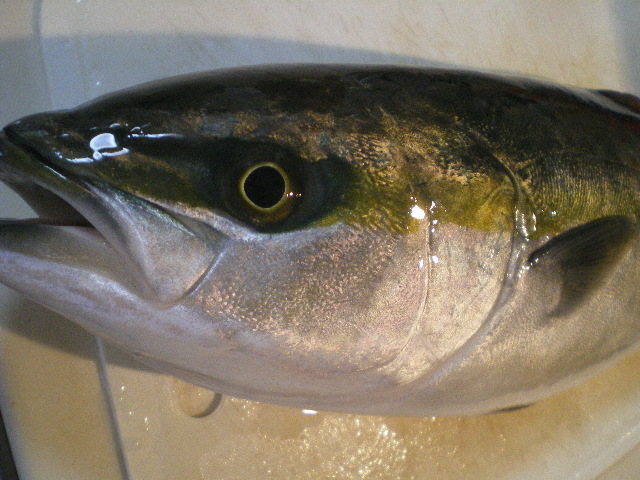 ヤズや ヤズや ｆｕｋｕｏｋａ 魚ｋｅｒ