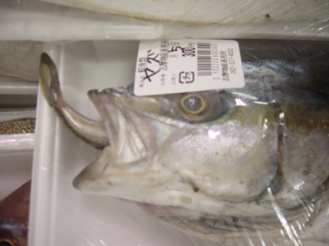 秋も深まる 志摩の四季 ｆｕｋｕｏｋａ 魚ｋｅｒ