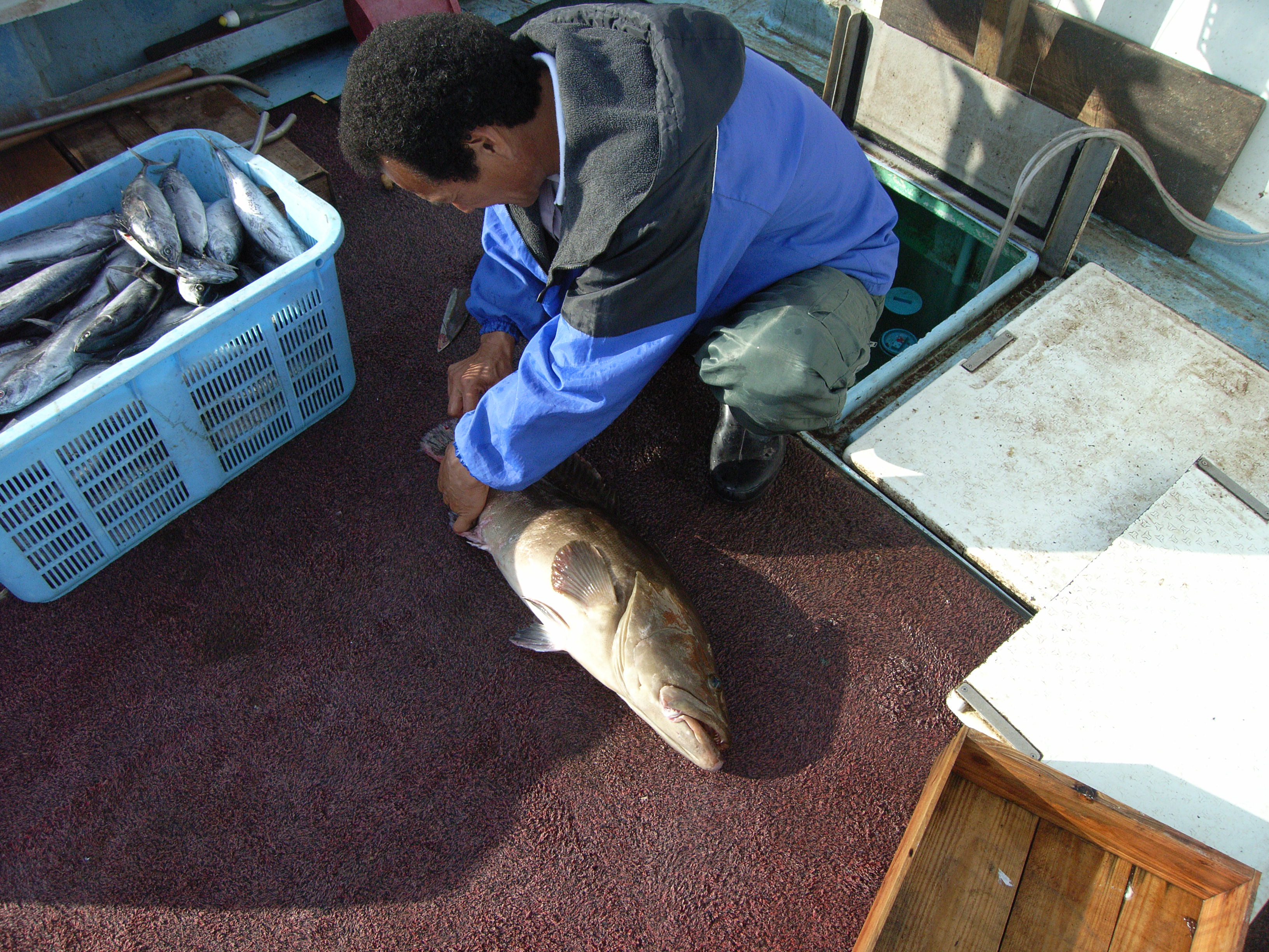 アラ あら ｆｕｋｕｏｋａ 魚ｋｅｒ