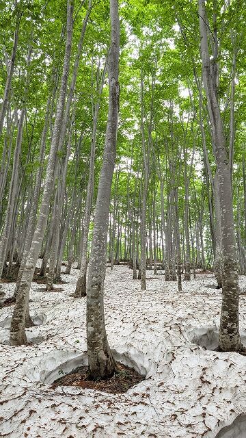 残雪とブナ林 5月24日 : 魚沼の山