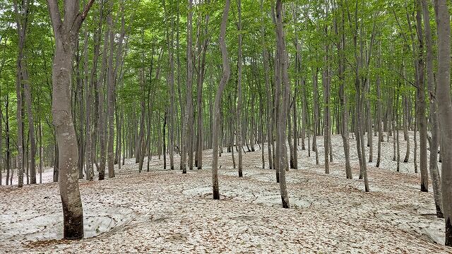 残雪とブナ林 5月24日 : 魚沼の山